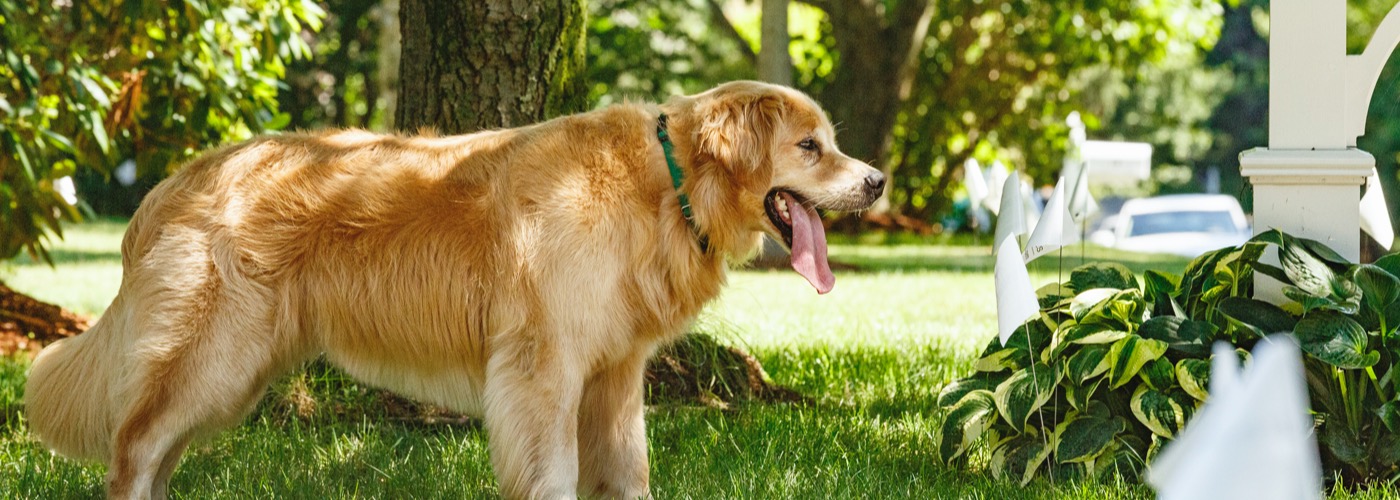 Jax DogWatch Hidden Fences, Ponte Vedra, Florida | Outdoor Hidden Dog Fences Slider Image