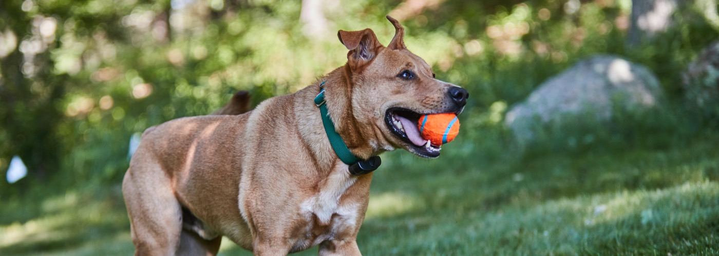 Jax DogWatch Hidden Fences, Ponte Vedra, Florida | ProFenceX Slider Image